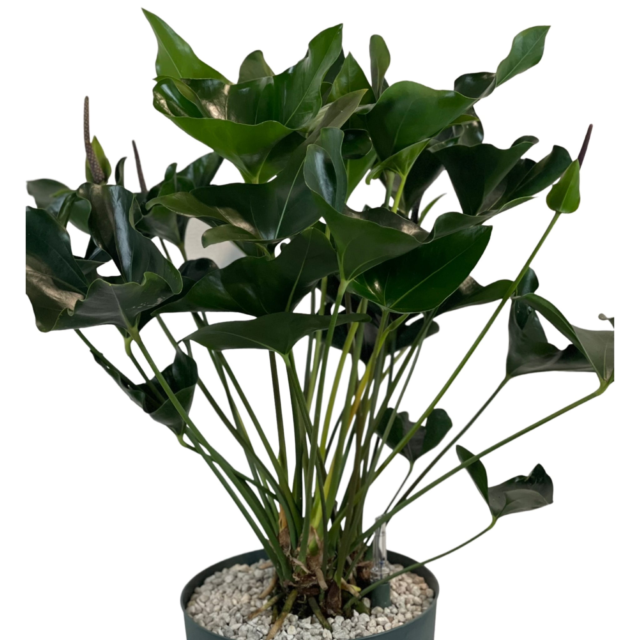 anthurium arrow rocket Anthurium Arrow Anthurium – Gipsygarden