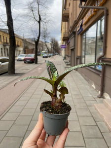 Ledebouria socialis