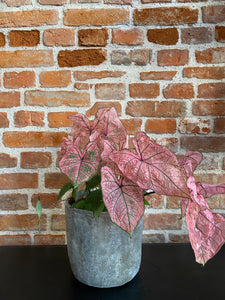 Caladium Spring Fling