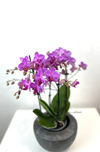 Orchidėja Phalaenopsis  mix 2