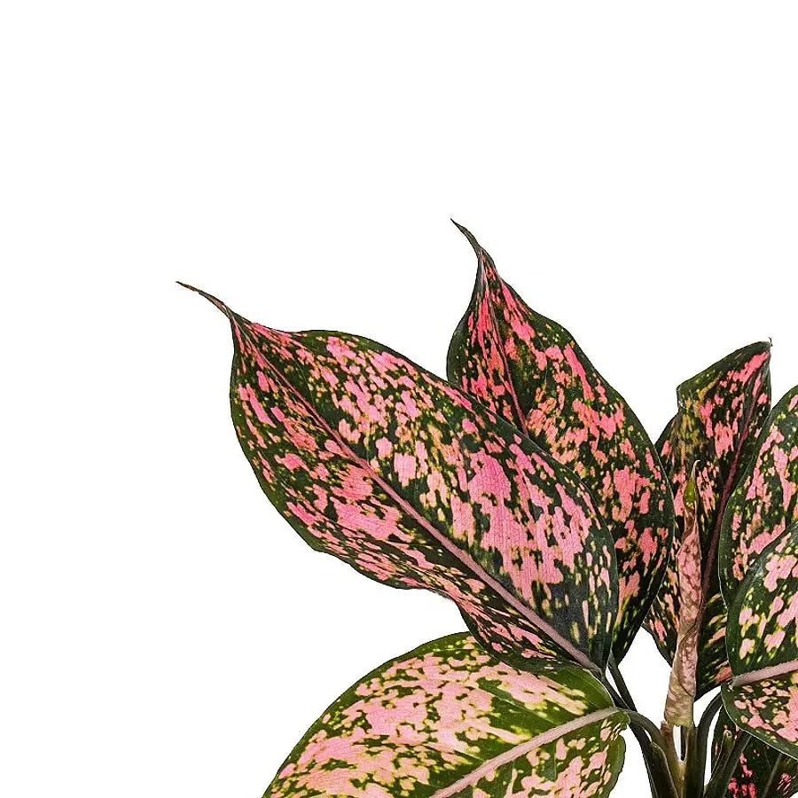 Aglaonema Pink Leopard