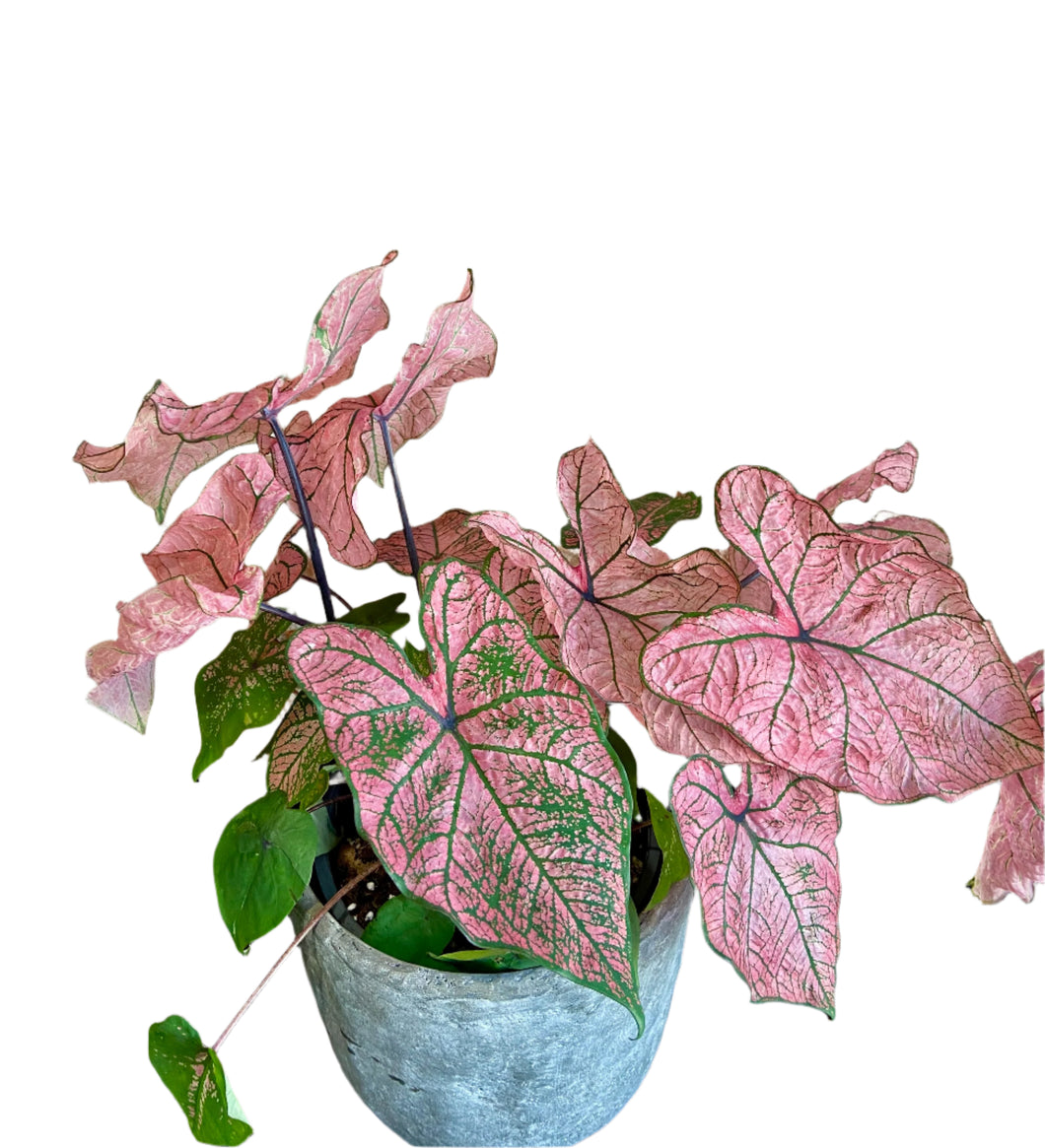 Caladium Spring Fling