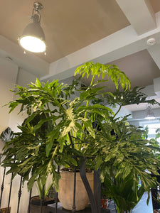 Filodendras Philodendron Seloum Hope 160cm