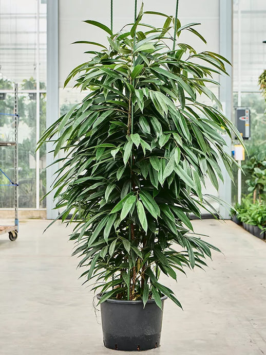 Ficus binnendijkii 'Amstel King' 3pp