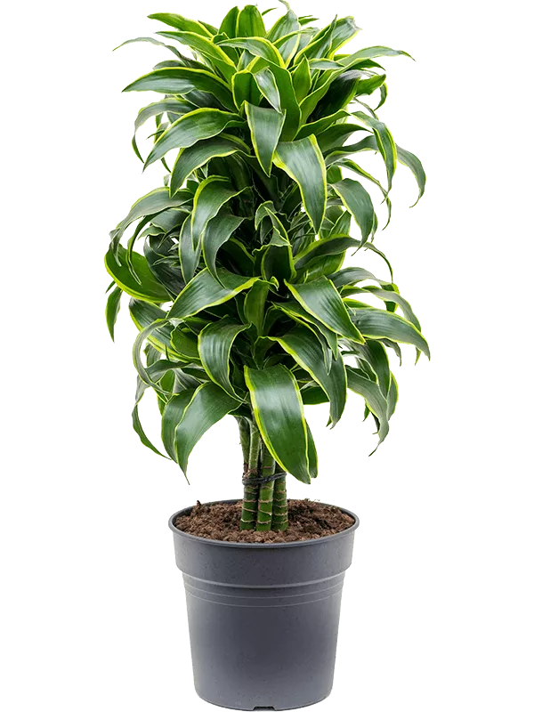 calathea majestica white star Calathea Majestica 'White Star' 19cm main image 0