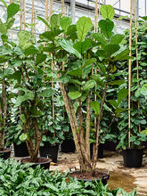 Translation missing: lt.sections.featured_product.gallery_thumbnail_alt