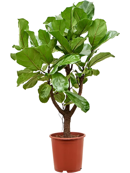 Ficus lyrata Stem branched