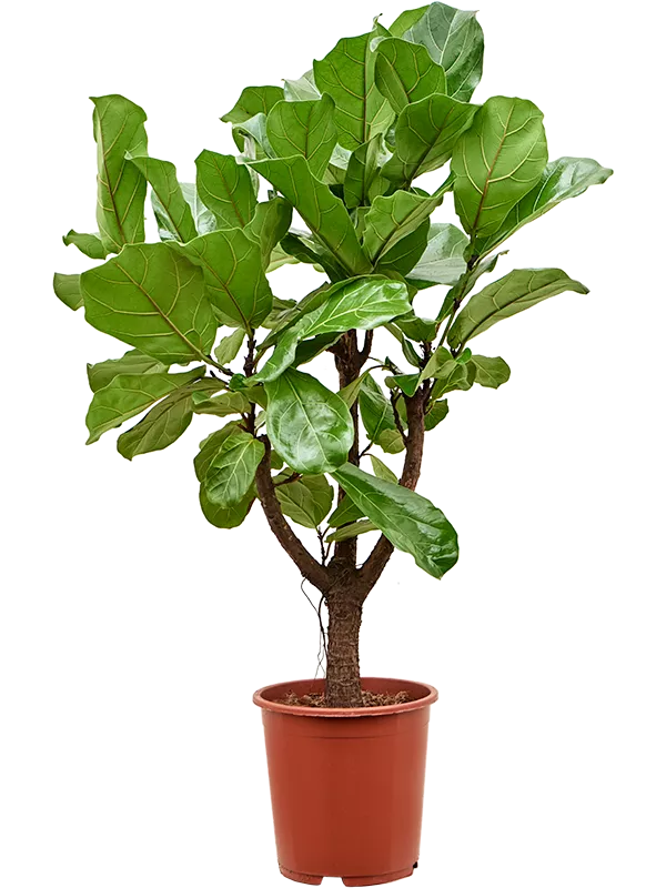 Ficus lyrata Stem branched