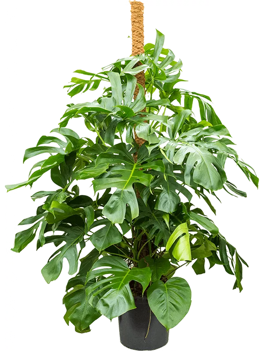 Monstera deliciosa On moss-pole 180