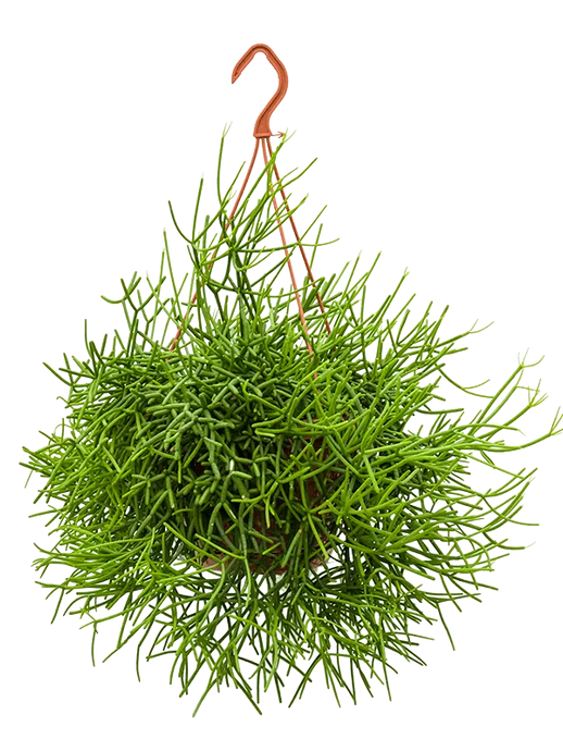 Rhipsalis Heteroclada