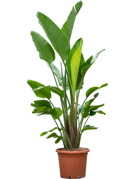 Strelitzia nicolai (200-250cm) 3 stiebai