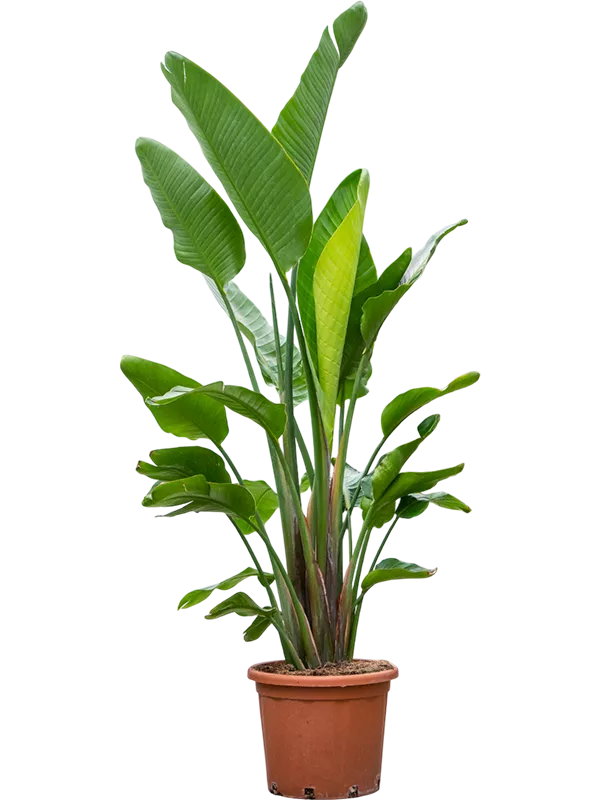 Strelitzia nicolai (200-250cm) 3 stiebai