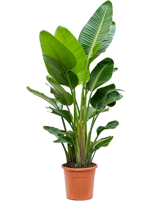 Strelitzia nicolai (180-220cm) 3 stiebai