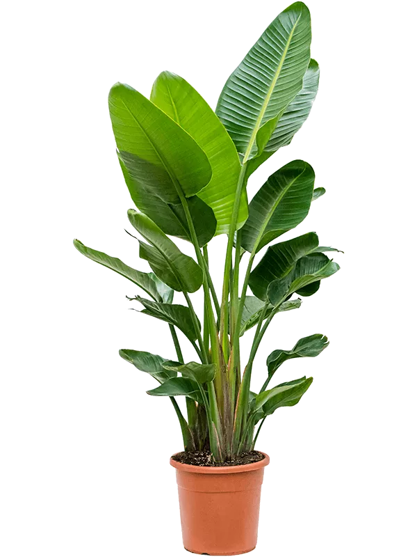 Strelitzia nicolai (180-220cm) 3 stiebai
