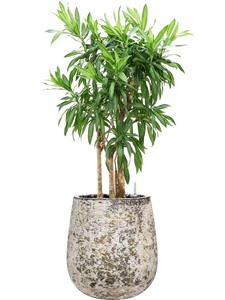 Pleomele (Dracaena) reflexa 'Song of Jamaica' in Baq Atlas Soil (Vulka –  Gipsygarden