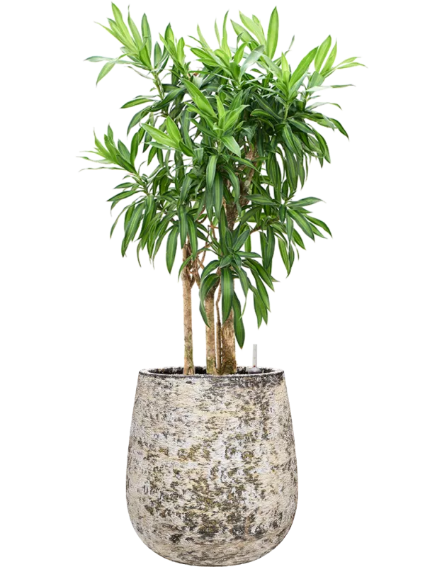 dracaena pleomele song of jamaica Pleomele (Dracaena) reflexa 'Song of Jamaica' in Baq Atlas Soil (Vulka – Gipsygarden