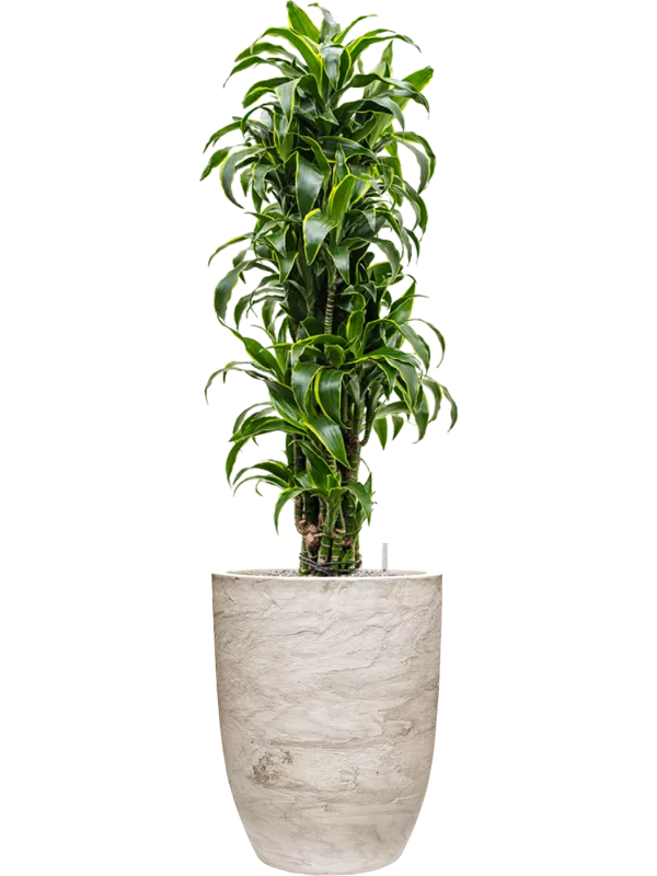 Dracaena fragrans 'Dorado' in Baq Algar Soil (Vulkastrat) 164 cm –  Gipsygarden