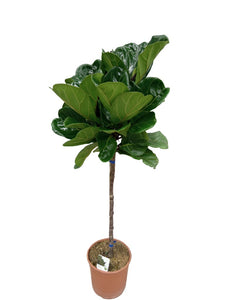 Ficus Lyrata 150cm