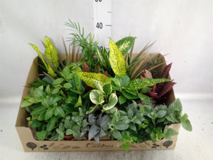 Indoor plant mix 24 pcs.