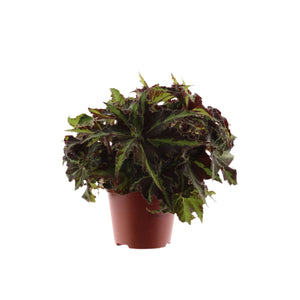 Begonija Begonia blad (Rex Grp)  Lion Dance
