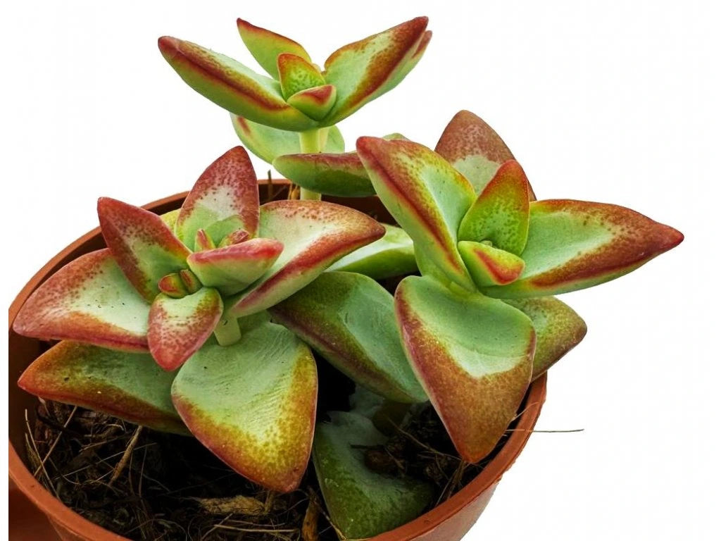 Storalapis Crassula Perforata Hoshiotome