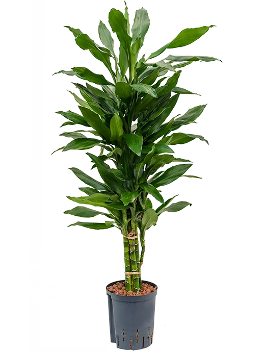 Dracaena fragrans 'Janet Lind' 135 cm