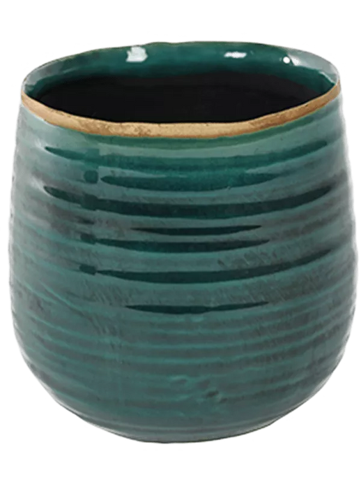 Vazonėlis Iris Turkio spalvos