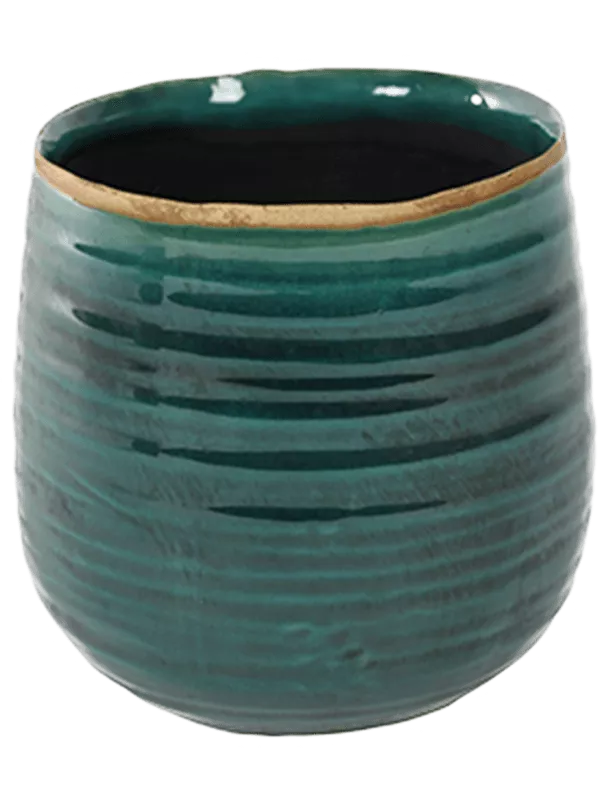 Vazonėlis Iris Turkio spalvos