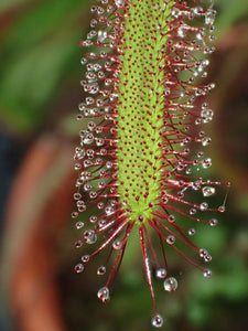 Saulašarė Drosera Capensis