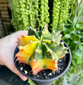 Gymnocalycium variegata