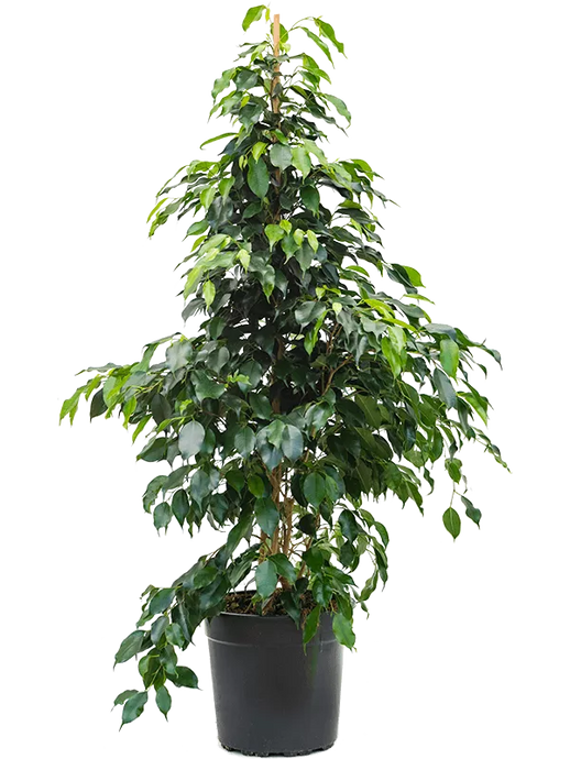 Ficus benjamina 'Danielle' kuokštas