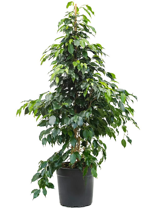 Ficus benjamina 'Danielle' kuokštas
