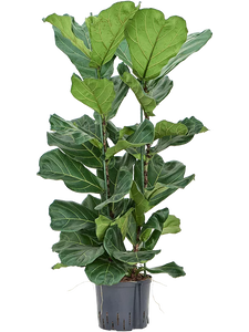 Ficus lyrata 2pp