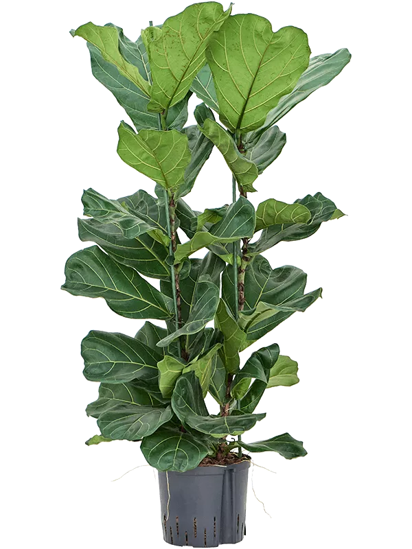 Ficus lyrata 2pp