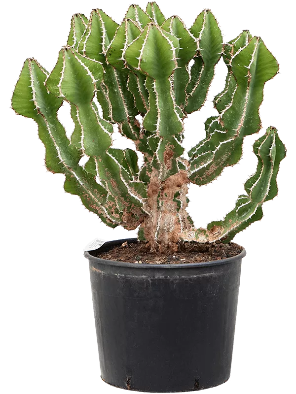Euphorbia fortissima (65-75) Šakota