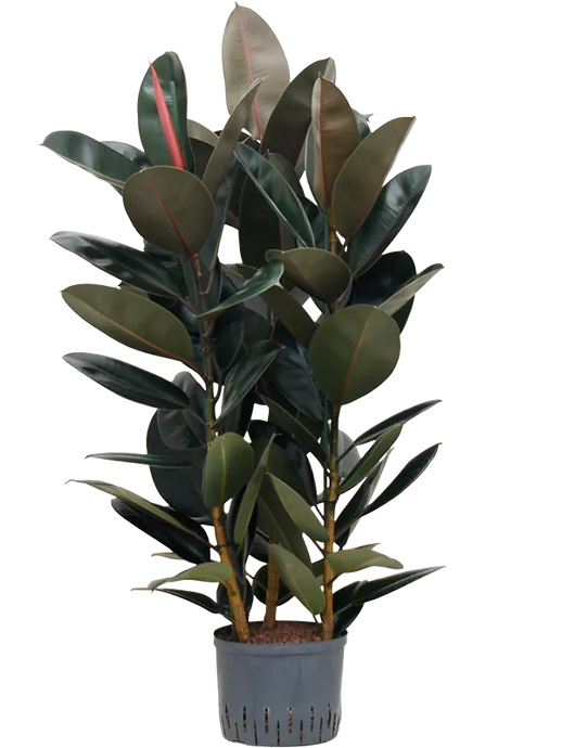Ficus elastica 'Abidjan' 3pp