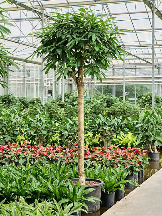 Ficus binnendijkii 'Amstel King' Stem