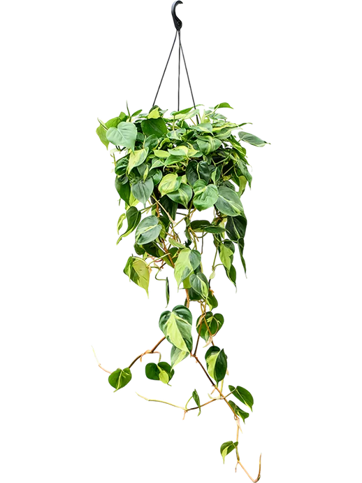 Philodendron scandens 'Brasil' Hanger