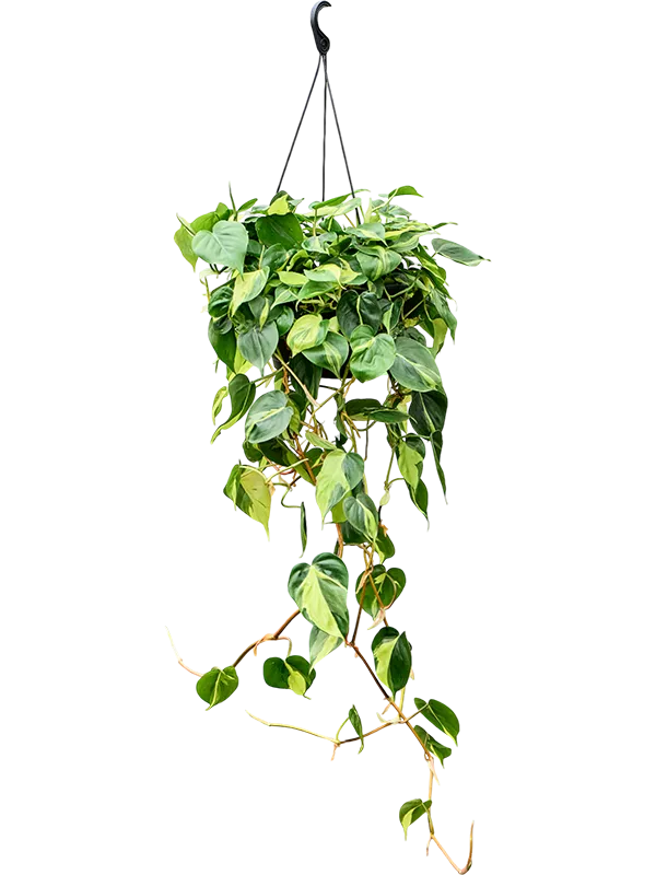 Philodendron scandens 'Brasil' Hanger