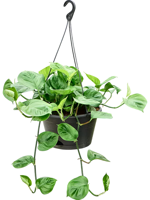 Scindapsus (Epipremnum) 'Manjula Green'