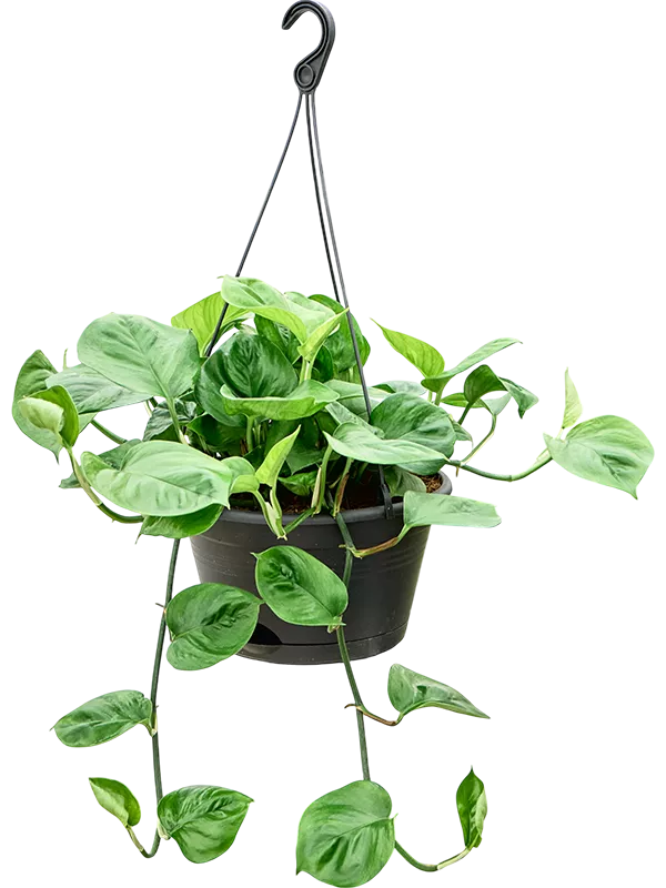 Scindapsus (Epipremnum) 'Manjula Green'