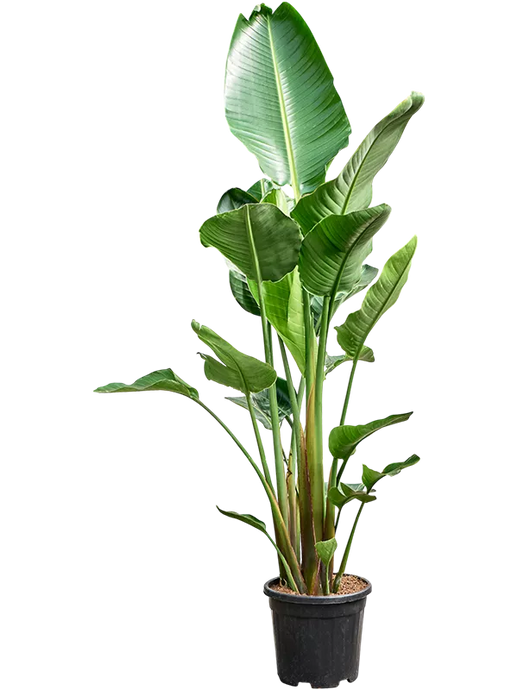 Strelitzia nicolai (210-230) 3stiebai