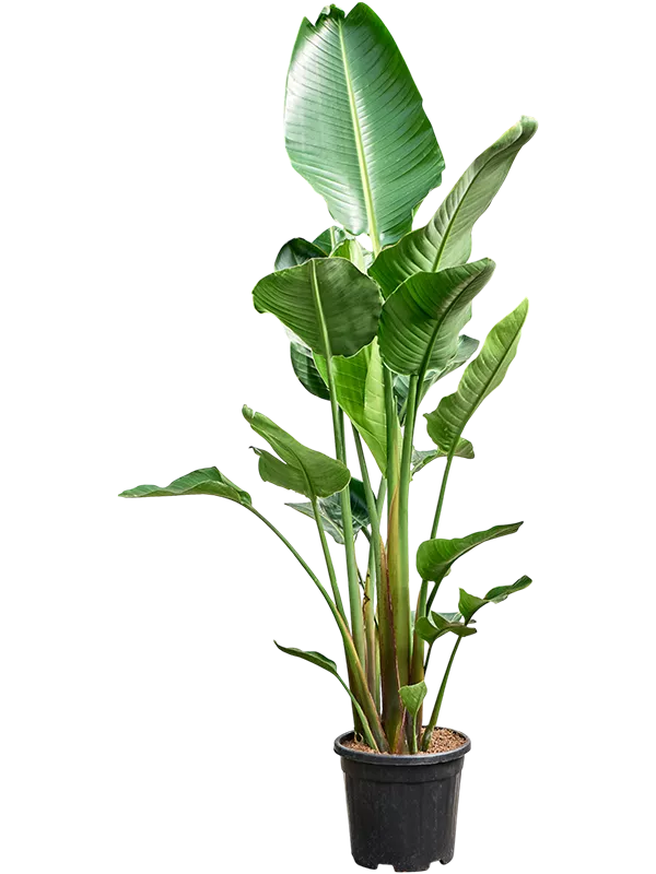 Strelitzia nicolai (210-230) 3stiebai