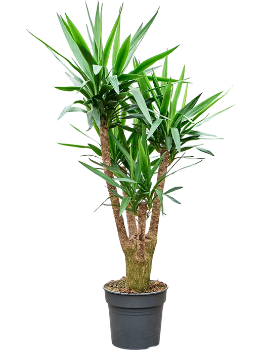 Yucca elephantipes Šakota 140 cm