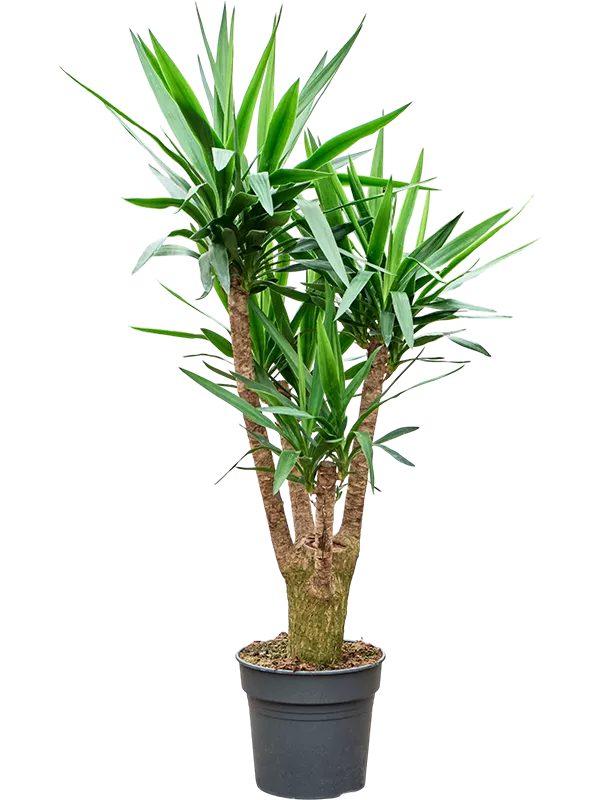 Yucca elephantipes Branched 140 cm