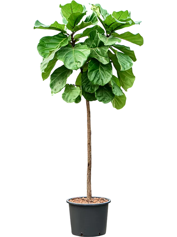 Ficus lyrata Stem