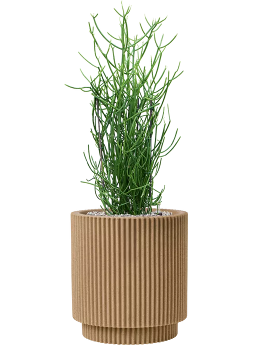 Euphorbia tirucalli Capi Nature Groove vazone su NL dirvožemiu (Vulkastrat)