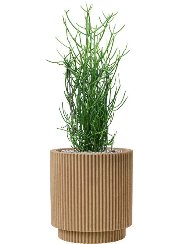 Euphorbia tirucalli Capi Nature Groove vazone su NL dirvožemiu (Vulkastrat)