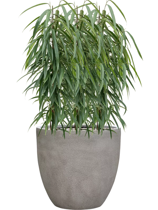 Ficus binnendijkii 'Alii' Anteerp vazone (Vulkastrat) 105 cm