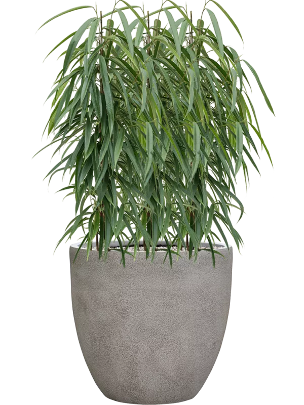 Ficus binnendijkii 'Alii' Anteerp vazone (Vulkastrat) 105 cm